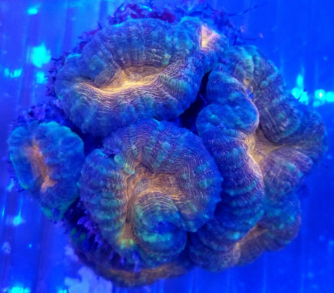 20170922 154142 zpsmy46hd6a - Hand Picked Killer Corals Just In @ Tropicorium! Full Colonies Not Just Frags!