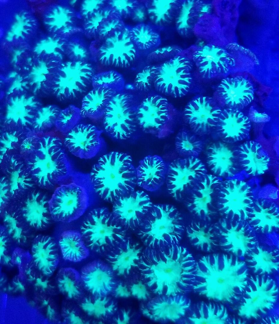 20170922 154302 zpsucigx1su - Hand Picked Killer Corals Just In @ Tropicorium! Full Colonies Not Just Frags!