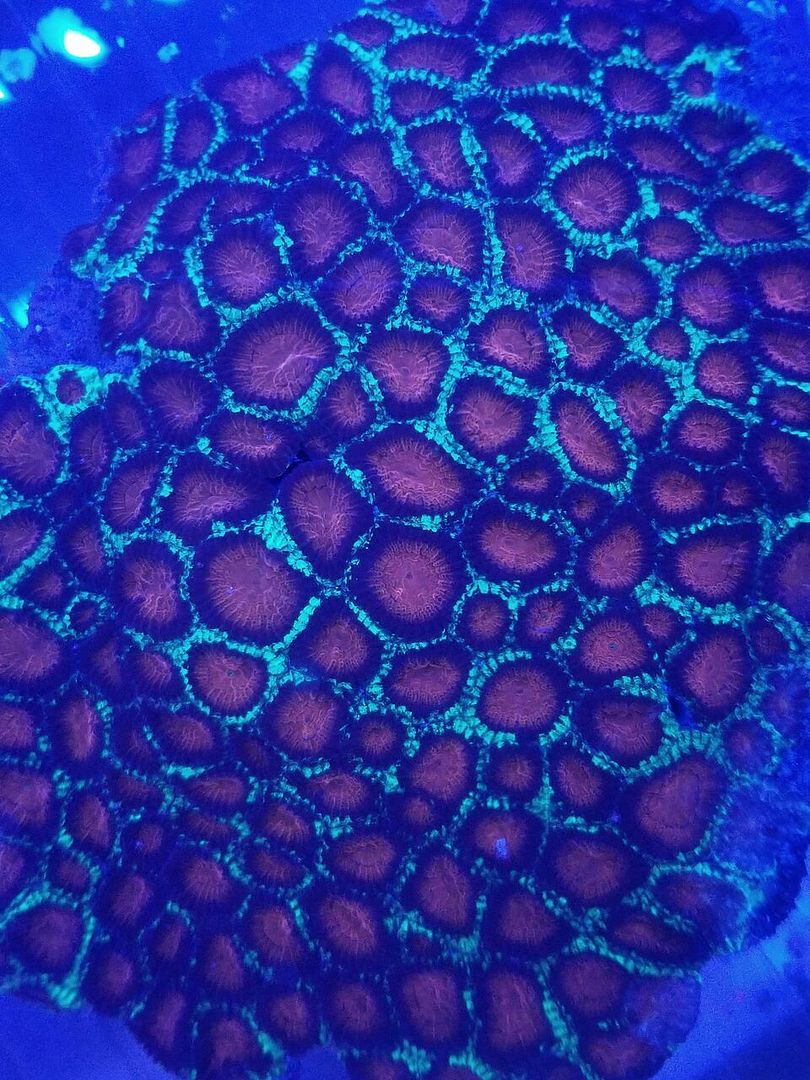 20170922 154341 zpscbfhb97u - Hand Picked Killer Corals Just In @ Tropicorium! Full Colonies Not Just Frags!