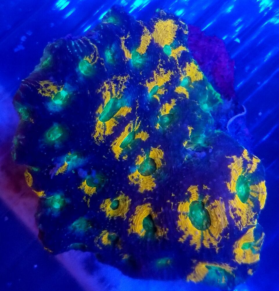 20170922 154524 zpsxevufkrw - Hand Picked Killer Corals Just In @ Tropicorium! Full Colonies Not Just Frags!