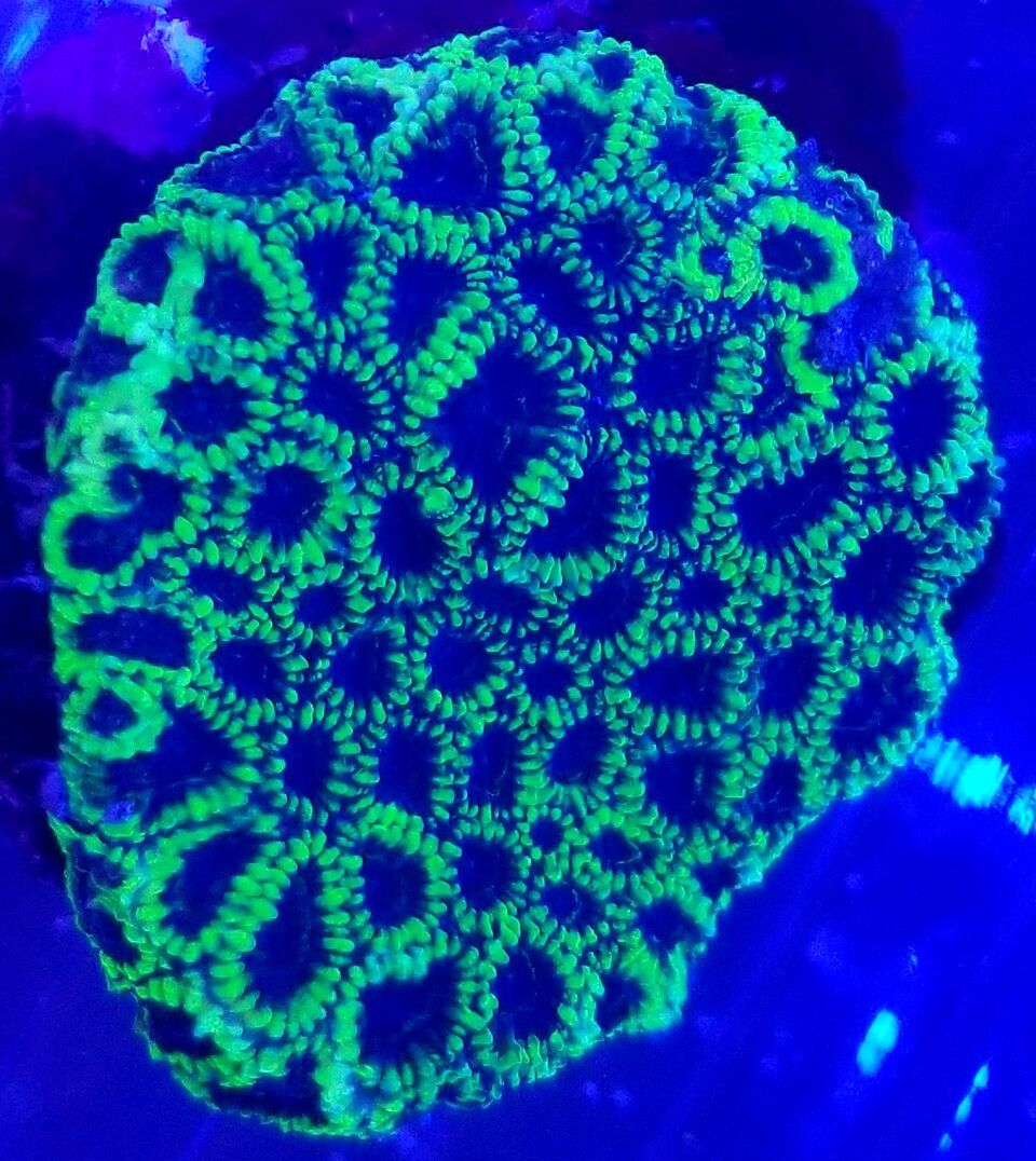 20170922 154608 zpsa22zoujm - Hand Picked Killer Corals Just In @ Tropicorium! Full Colonies Not Just Frags!