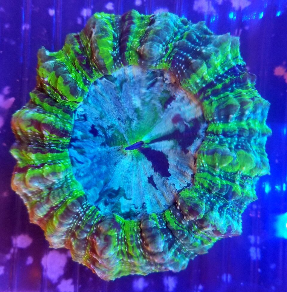 20170922 154914 zpsewyz9bkq - Hand Picked Killer Corals Just In @ Tropicorium! Full Colonies Not Just Frags!