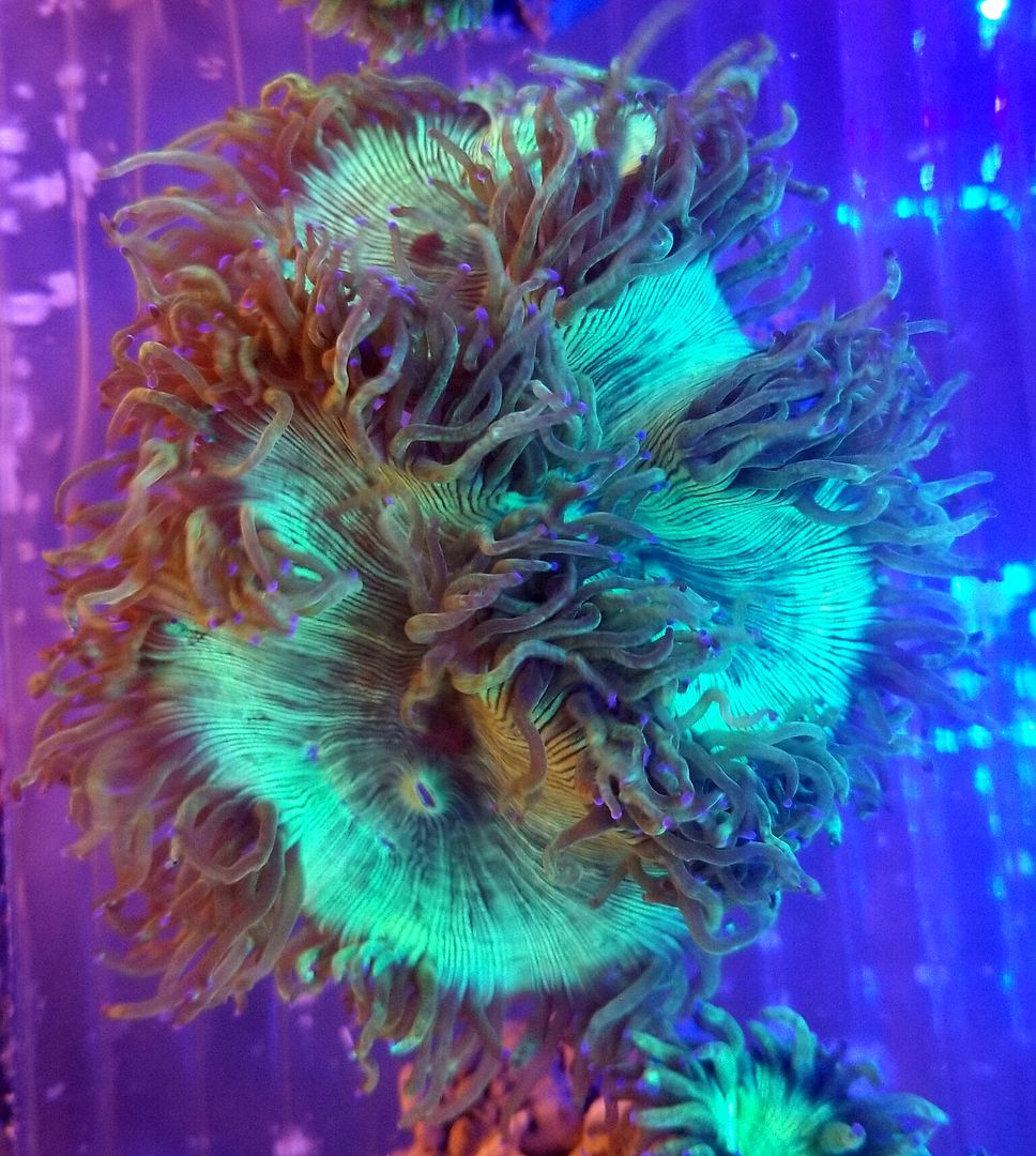 20170922 155020 zps5yc5lcko - Hand Picked Killer Corals Just In @ Tropicorium! Full Colonies Not Just Frags!