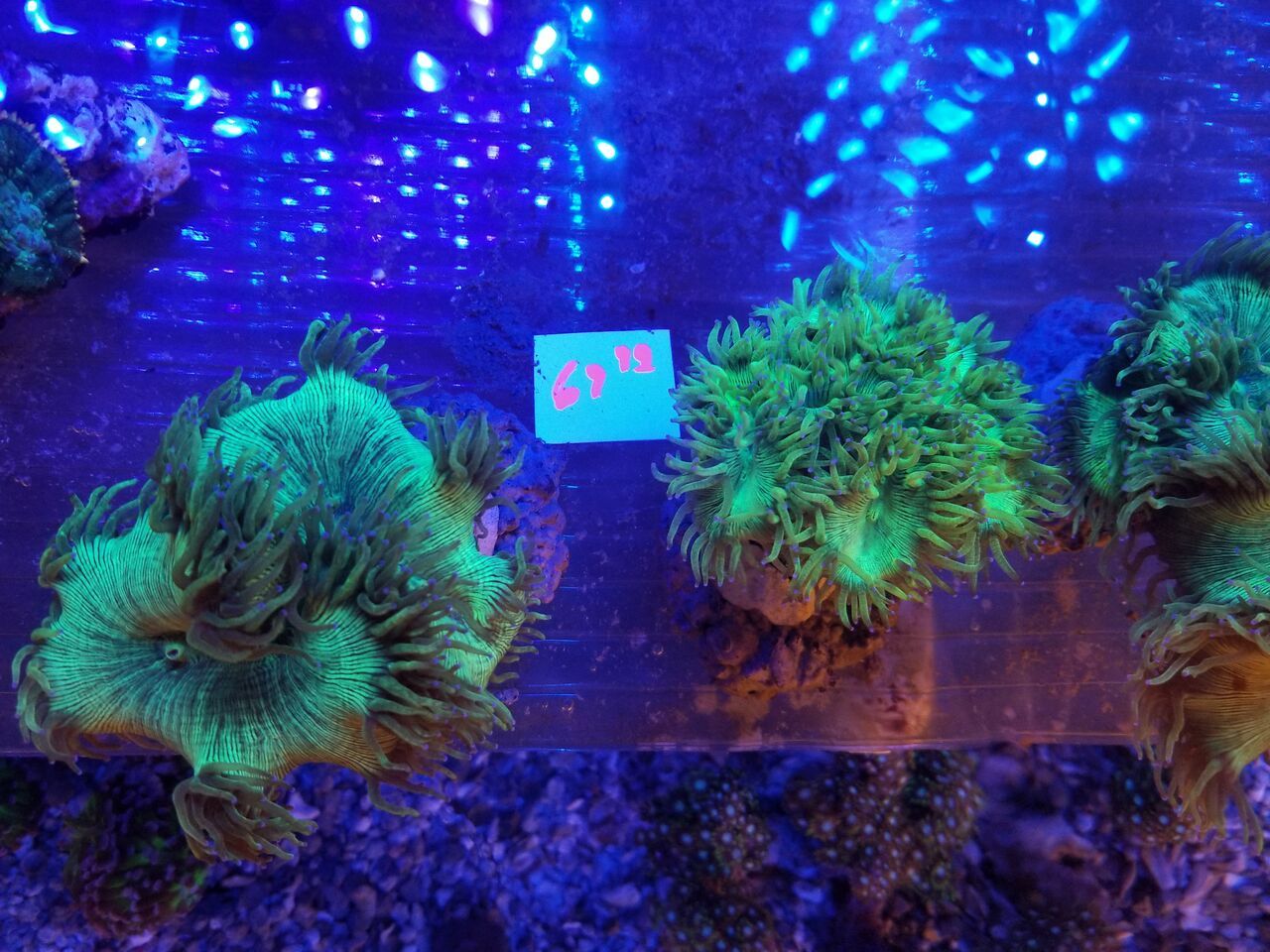 20171021 110612 preview zps5wanal8c - Clams, Euphyllia, Zoas, Shrooms, Leathers, And A Whole Lot More!!!