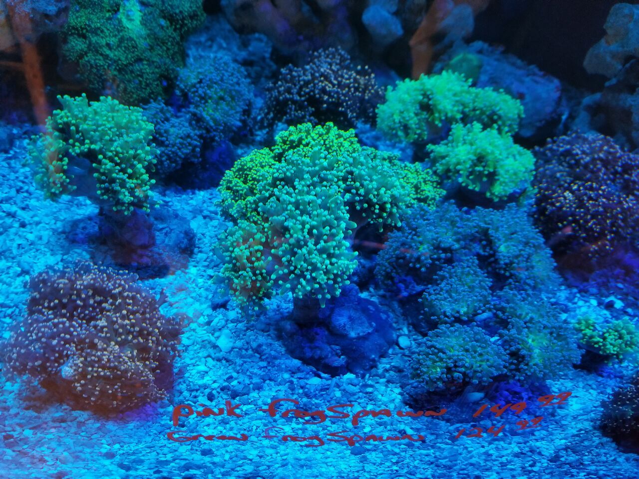 20171021 110709 preview zpsip5b8v2p - Clams, Euphyllia, Zoas, Shrooms, Leathers, And A Whole Lot More!!!