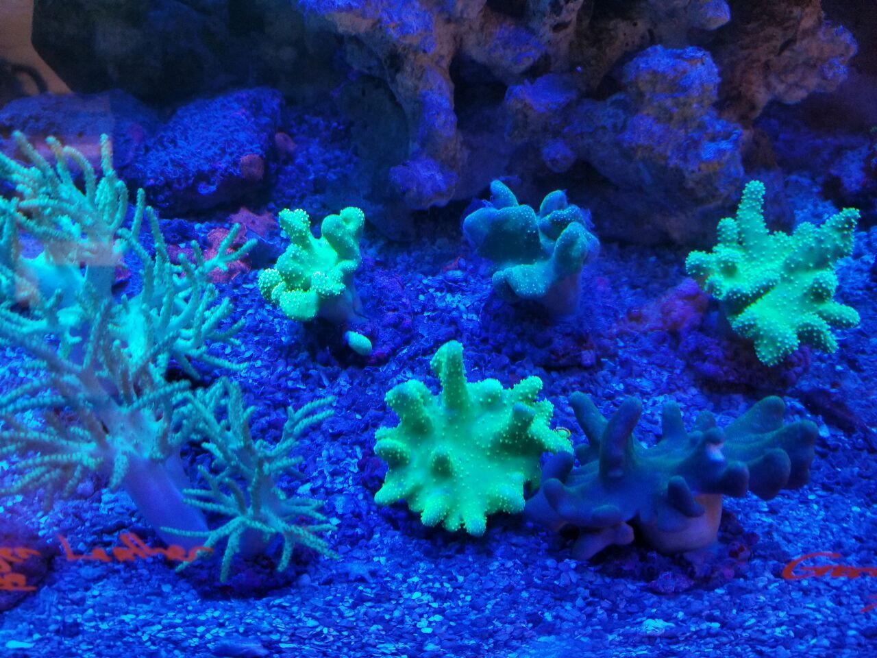20171021 110722 preview zpsqkffhuf1 - Clams, Euphyllia, Zoas, Shrooms, Leathers, And A Whole Lot More!!!