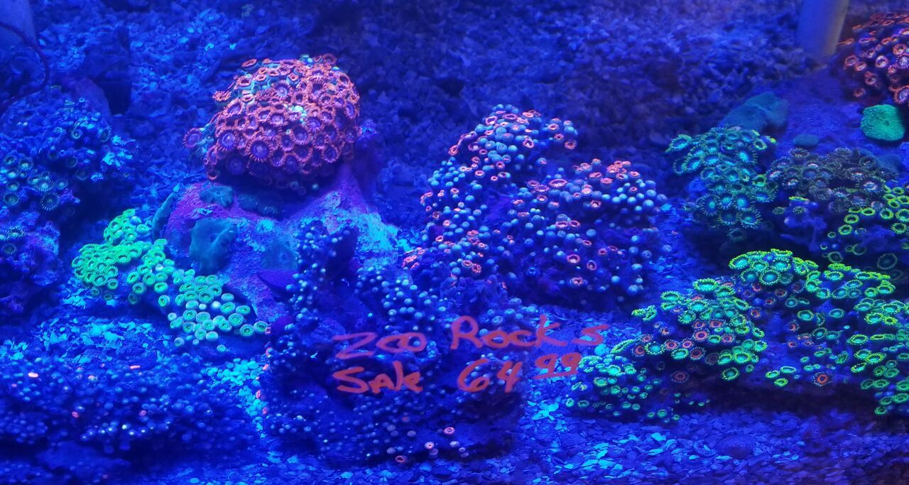 20171021 112157 preview zps7ttugfpo - Clams, Euphyllia, Zoas, Shrooms, Leathers, And A Whole Lot More!!!