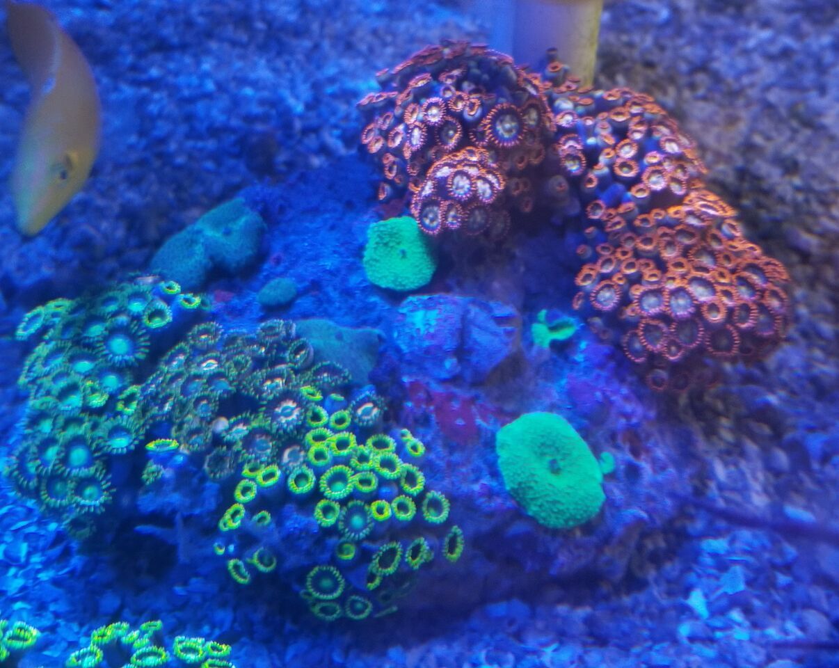 20171021 112233 preview zpsrk3jd5dw - Clams, Euphyllia, Zoas, Shrooms, Leathers, And A Whole Lot More!!!
