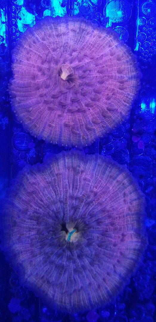 20171216 160829 preview zps58z2dtdh - Great New Hand Selected Aussie n Bali Corals In! 12/16