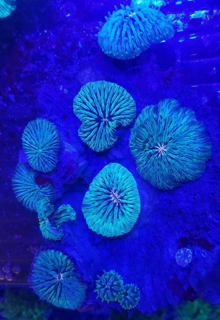 20171216 160933 preview zps2w00dl1l - Great New Hand Selected Aussie n Bali Corals In! 12/16