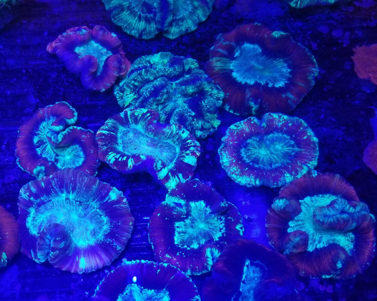 20171216 161017 preview zpsnursehni - Great New Hand Selected Aussie n Bali Corals In! 12/16