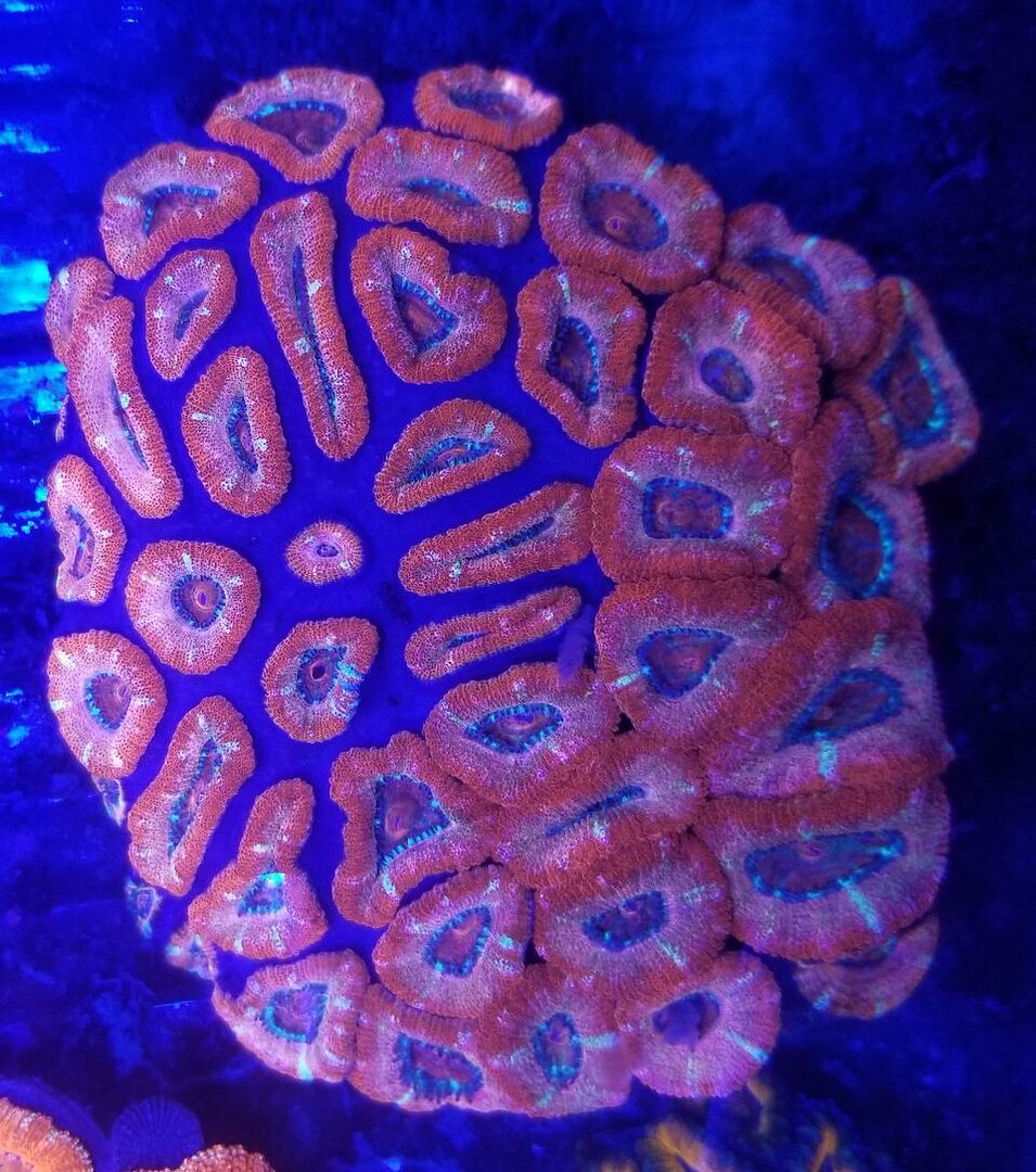 20171216 161113 preview zpsjimmzjfe - Great New Hand Selected Aussie n Bali Corals In! 12/16