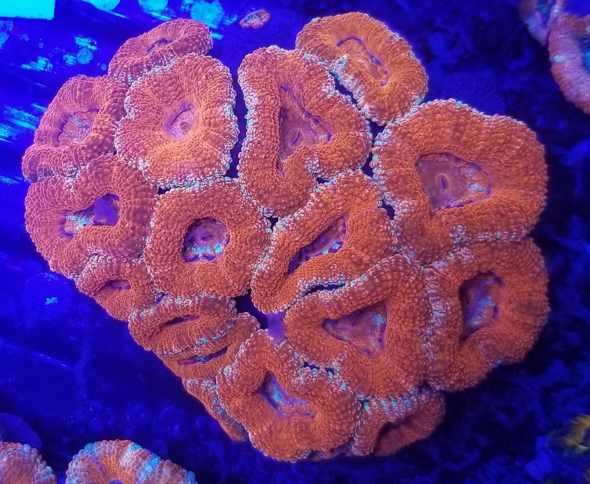 20171216 161223 preview zpsrc0hk4d0 - Great New Hand Selected Aussie n Bali Corals In! 12/16