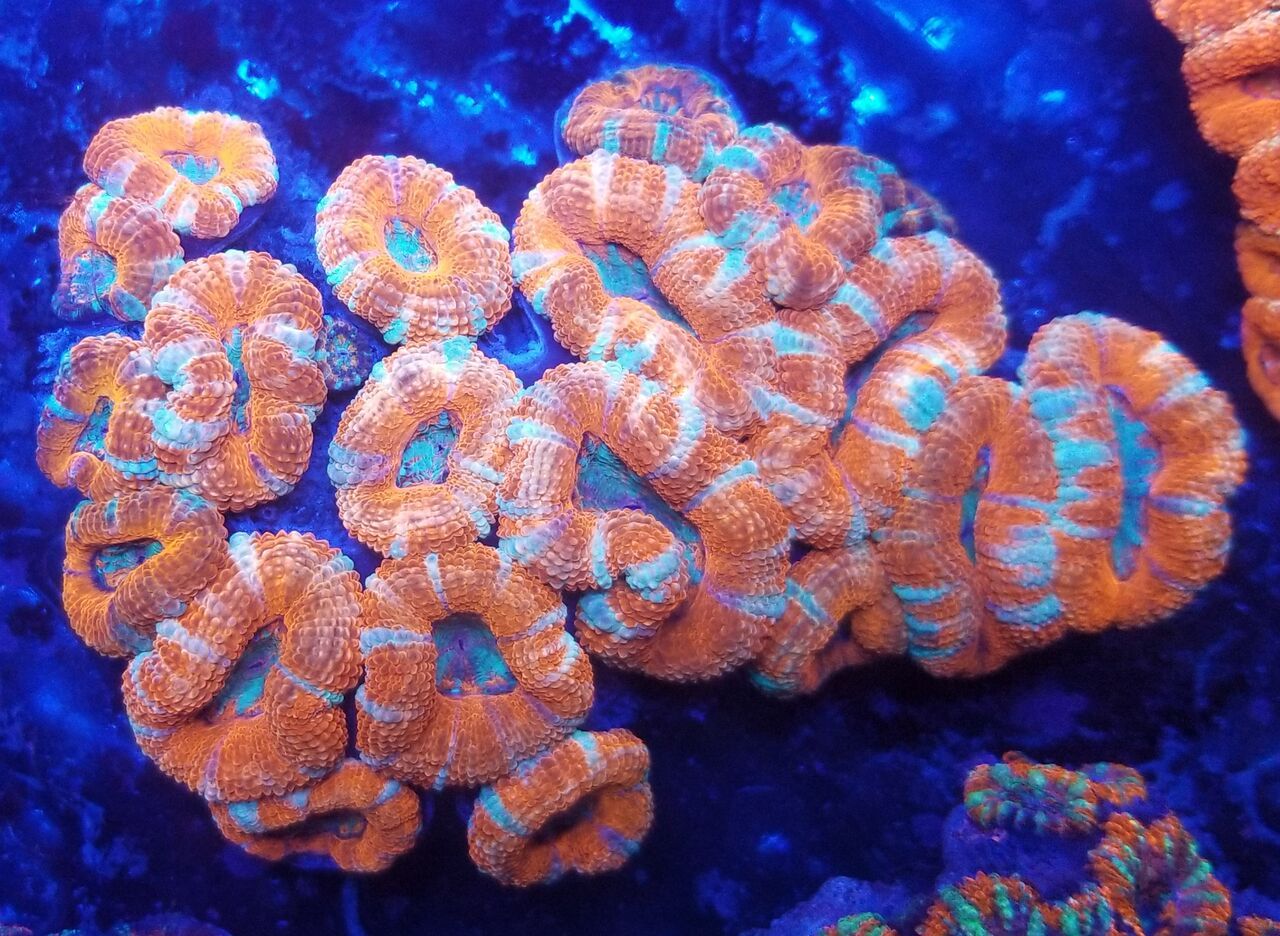 20171216 161314 preview zpsqfqv94w6 - Great New Hand Selected Aussie n Bali Corals In! 12/16