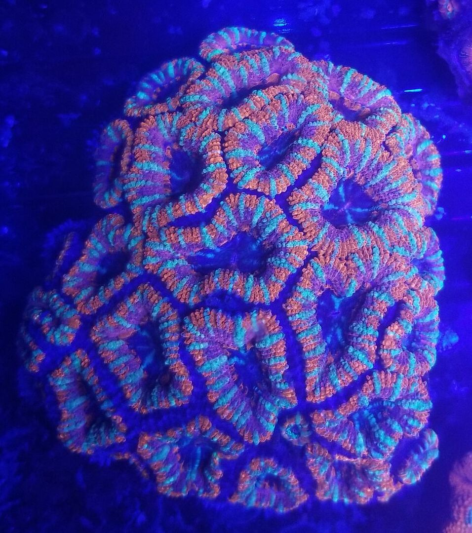 20171216 161339 preview zpsdlvo4acx - Great New Hand Selected Aussie n Bali Corals In! 12/16