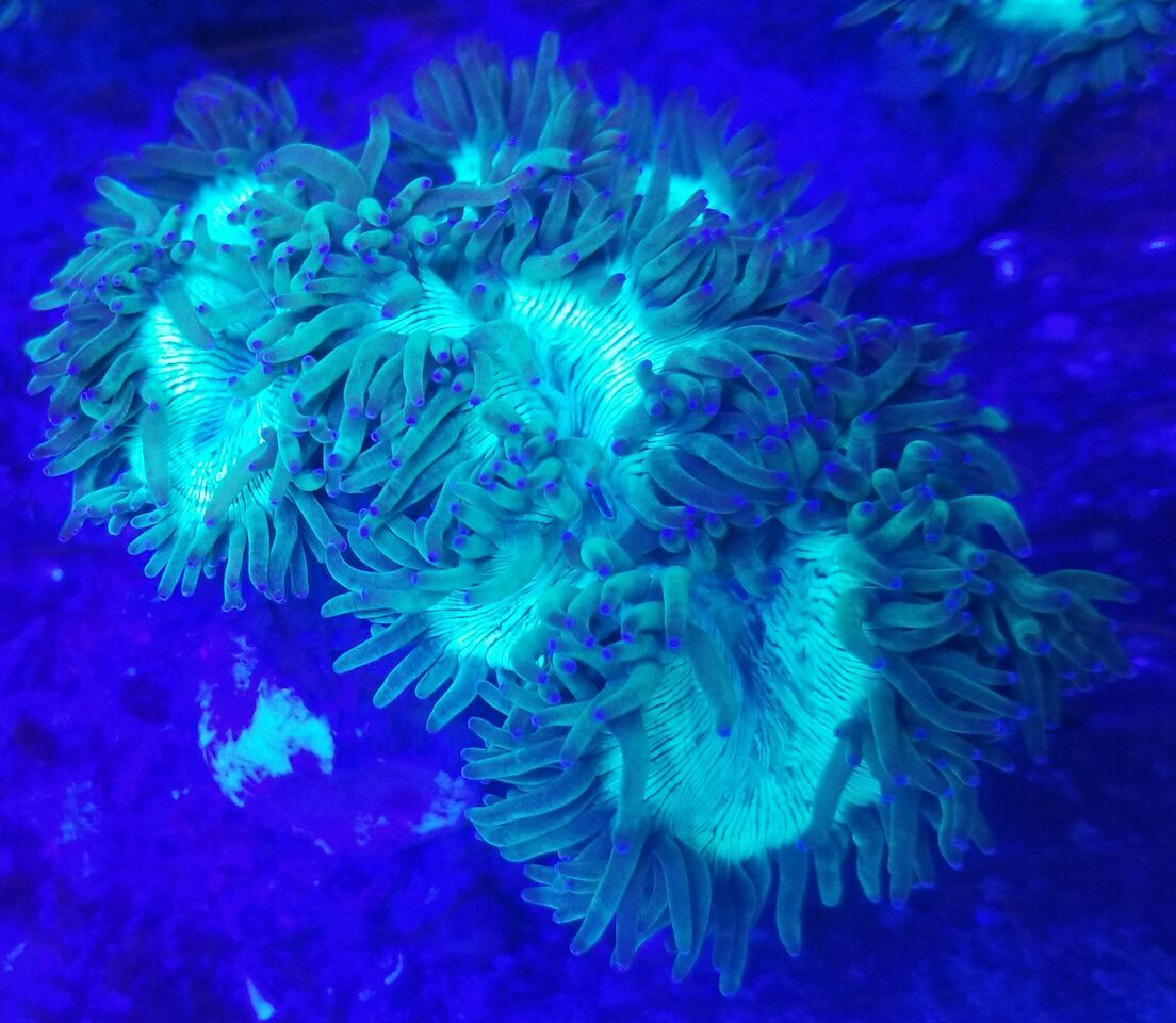 20171216 161526 preview zpsqxsdx2dz - Great New Hand Selected Aussie n Bali Corals In! 12/16