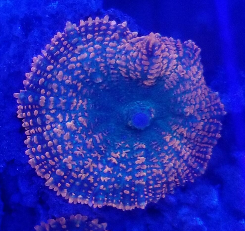 20171216 161619 preview zps5xeartcy - Great New Hand Selected Aussie n Bali Corals In! 12/16