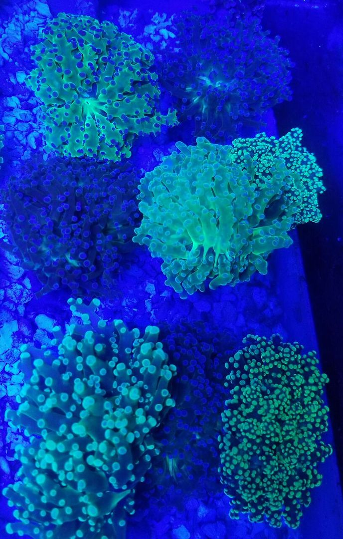 20171216 161647 preview zpsvc4rfbpu - Great New Hand Selected Aussie n Bali Corals In! 12/16