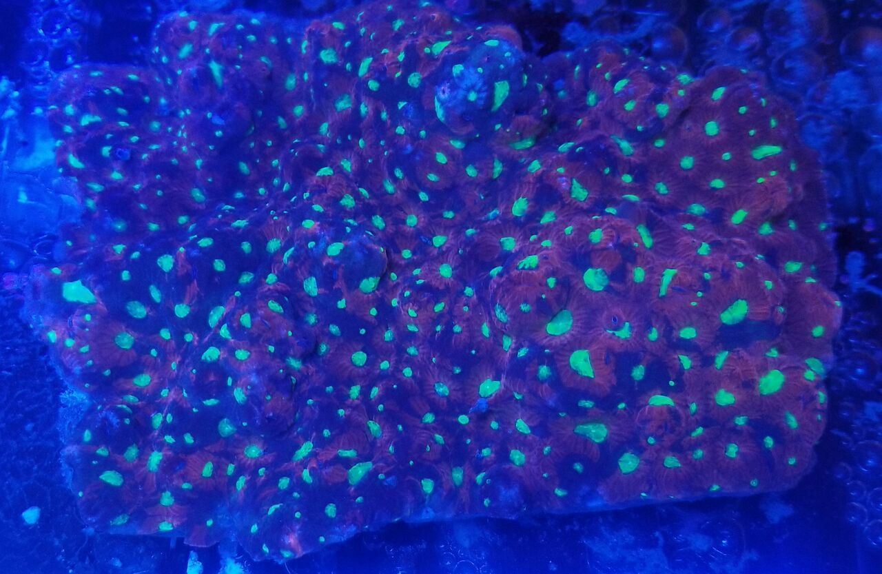 20171216 161842 preview zpszriip7ho - Great New Hand Selected Aussie n Bali Corals In! 12/16