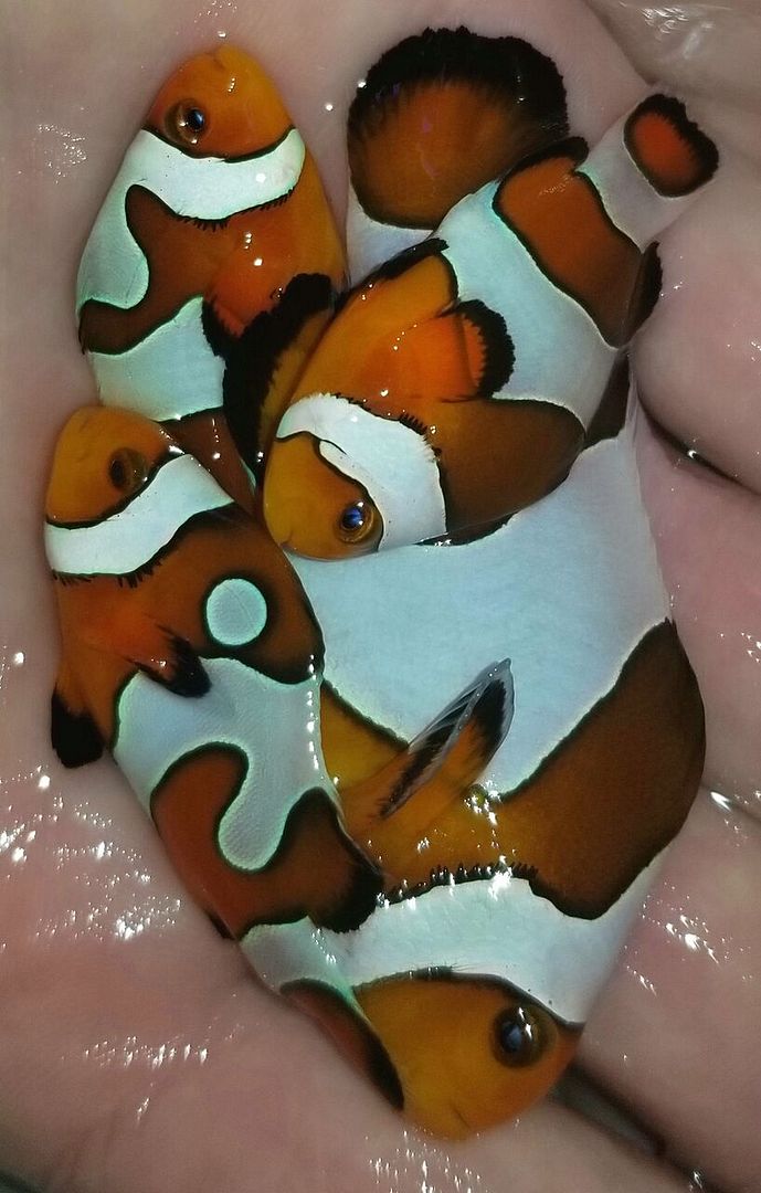 20180103 160306 preview zpsxlk9vwqe - Killer Clowns & Sweet Pseudochromis!!! Black Storms!