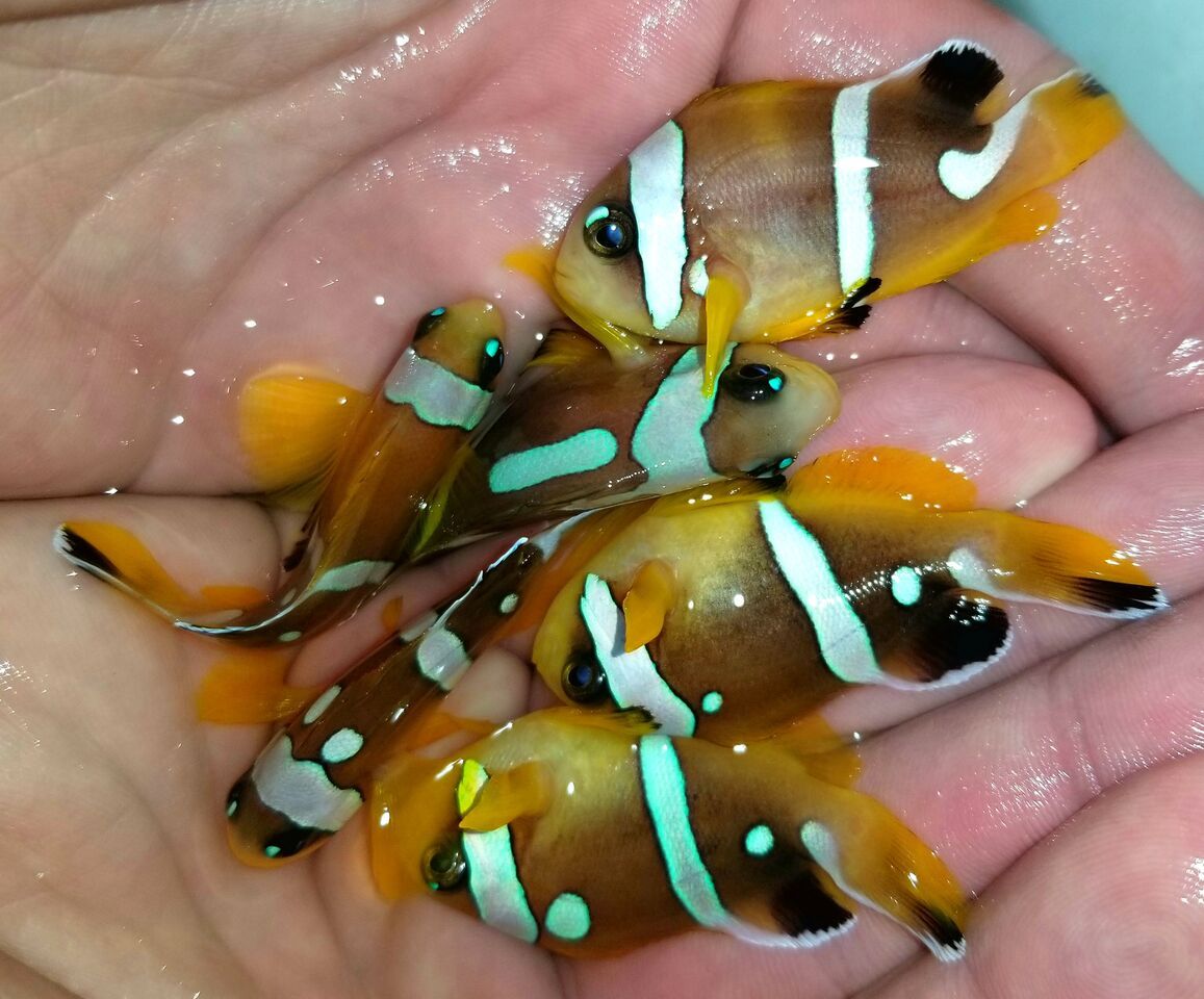 20180103 160856 preview zps8xkjqmis - Killer Clowns & Sweet Pseudochromis!!! Black Storms!