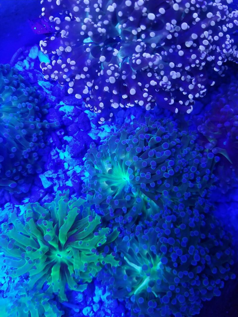 20180124 111634 preview zpsvpq6ydbu - Zoanthids Galore And A Whole Lot More!!! Best Deals!!