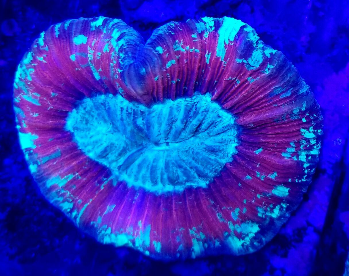 20180124 113105 preview zpsairbrpxj - Zoanthids Galore And A Whole Lot More!!! Best Deals!!