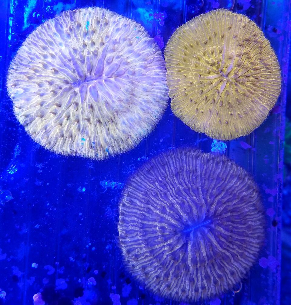 20180124 113147 preview zpsyojahpt4 - Zoanthids Galore And A Whole Lot More!!! Best Deals!!