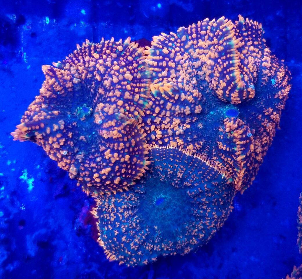 20180124 113221 preview zpsvpeefbjt - Zoanthids Galore And A Whole Lot More!!! Best Deals!!