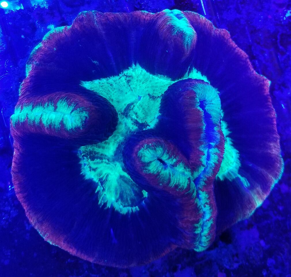 20180124 113525 preview zps5370xpo7 - Zoanthids Galore And A Whole Lot More!!! Best Deals!!