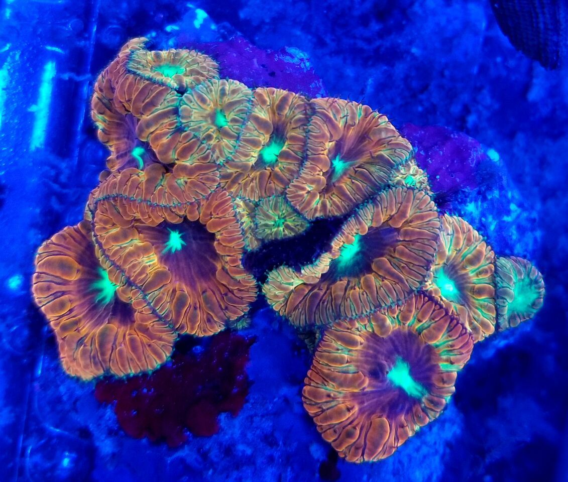 20180124 113808 preview zpsfasojo5o - Zoanthids Galore And A Whole Lot More!!! Best Deals!!
