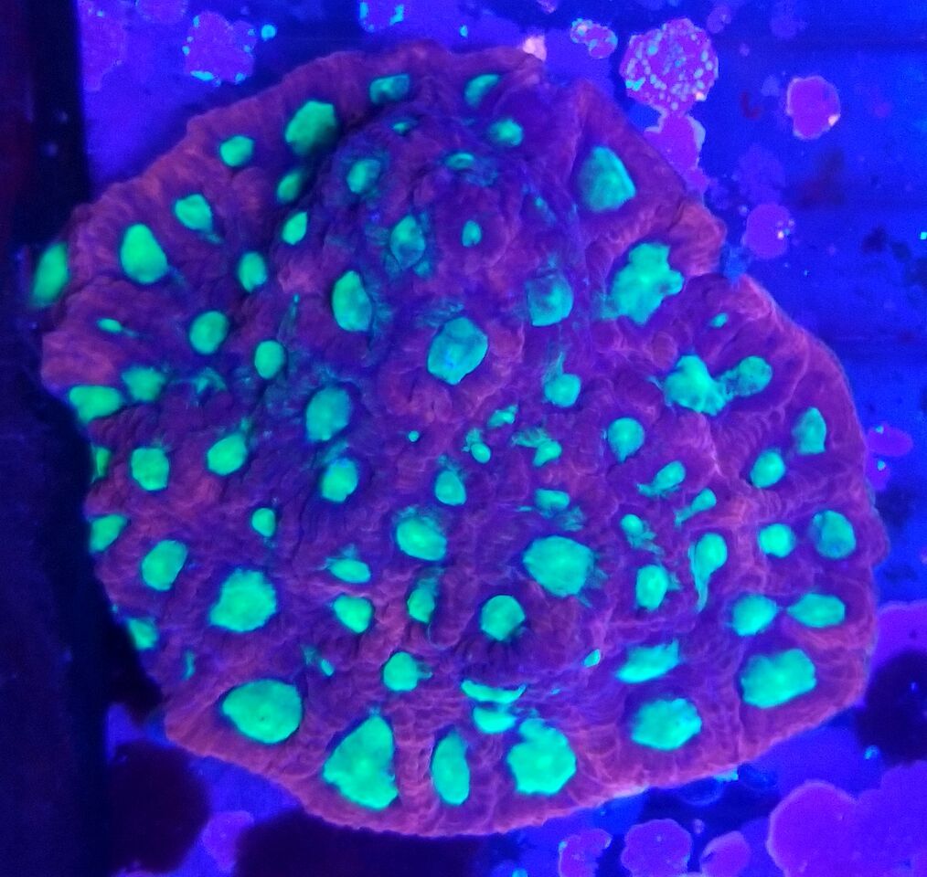 20180124 113835 preview zpsziavarva - Zoanthids Galore And A Whole Lot More!!! Best Deals!!