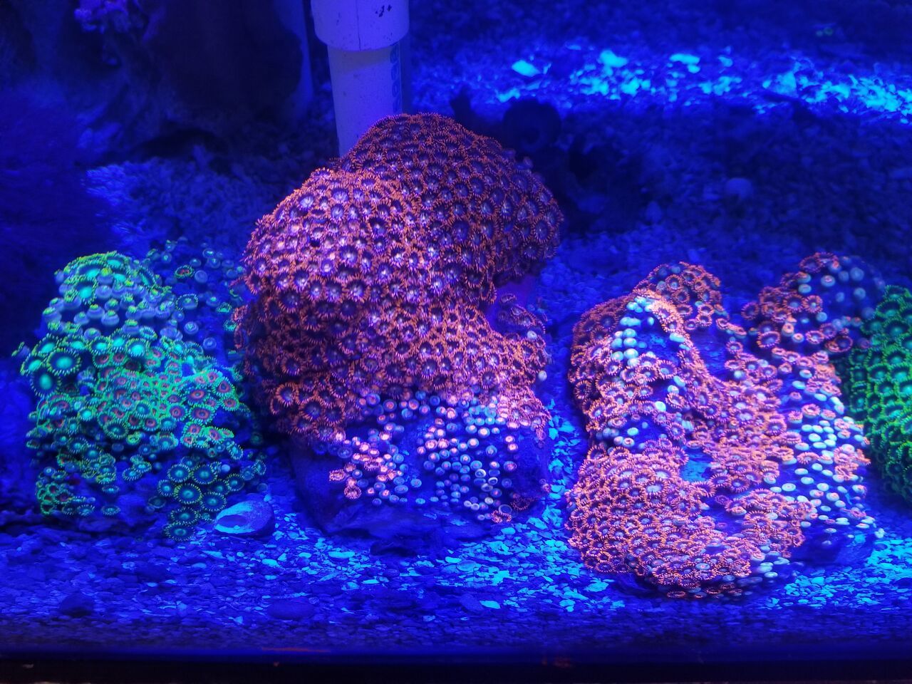 20180124 114546 preview zpsippzyeiz - Zoanthids Galore And A Whole Lot More!!! Best Deals!!