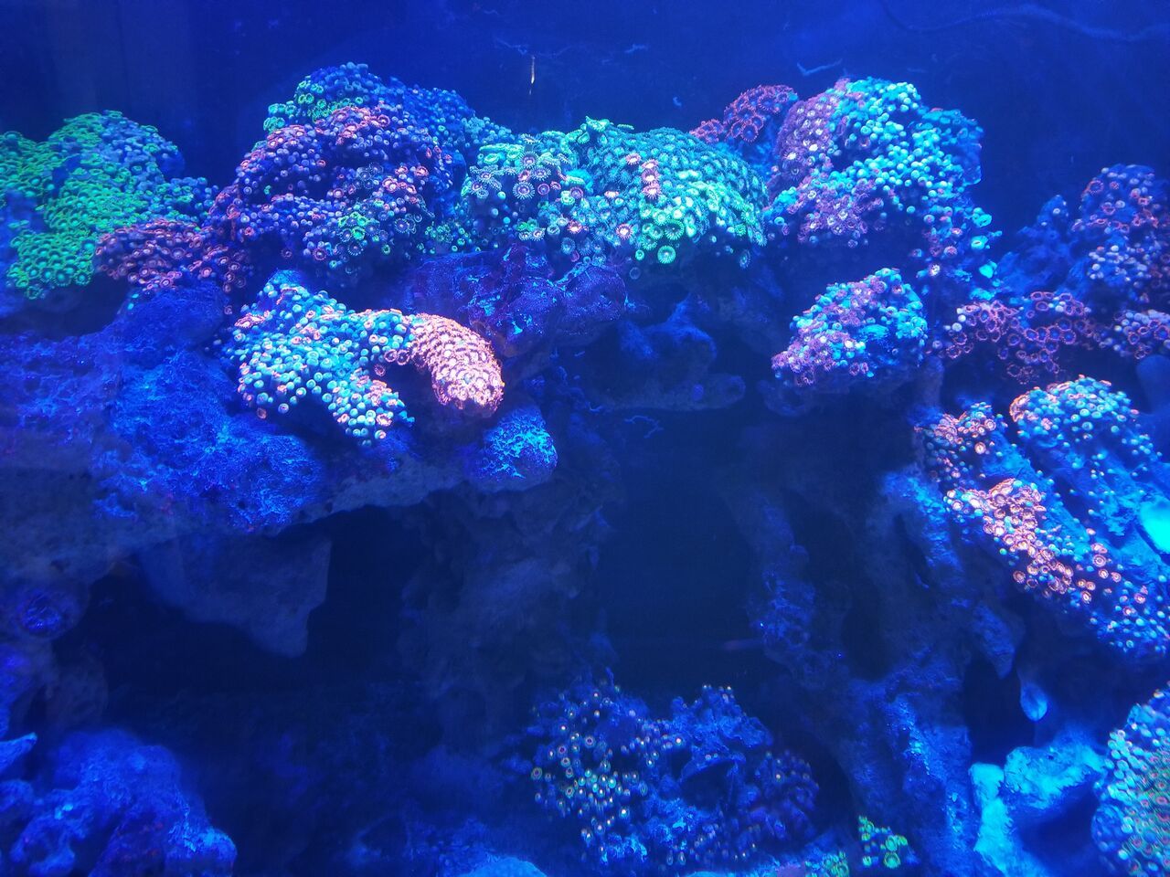 20180124 114755 preview zpsaawhqufj - Zoanthids Galore And A Whole Lot More!!! Best Deals!!