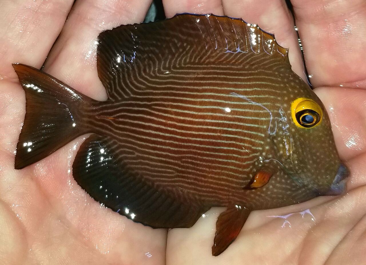 20180314 151707 preview zpsg652s6gs - Great Tangs And A Lot More! Fresh In @ Trop!!!