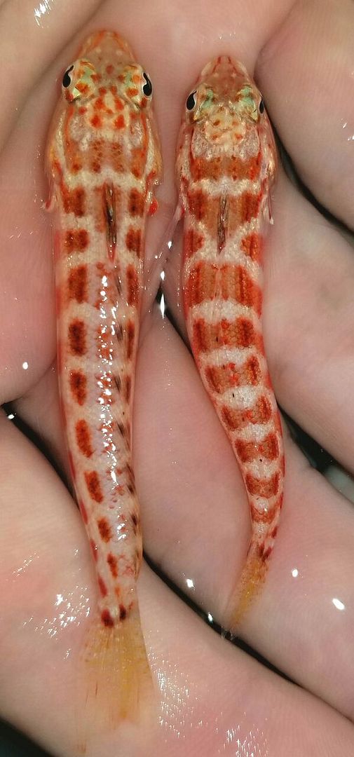 20171110 113115 preview zpsm5qxoisq - Great New Fish Shipments Just In At Tropicorium!!! 11/10