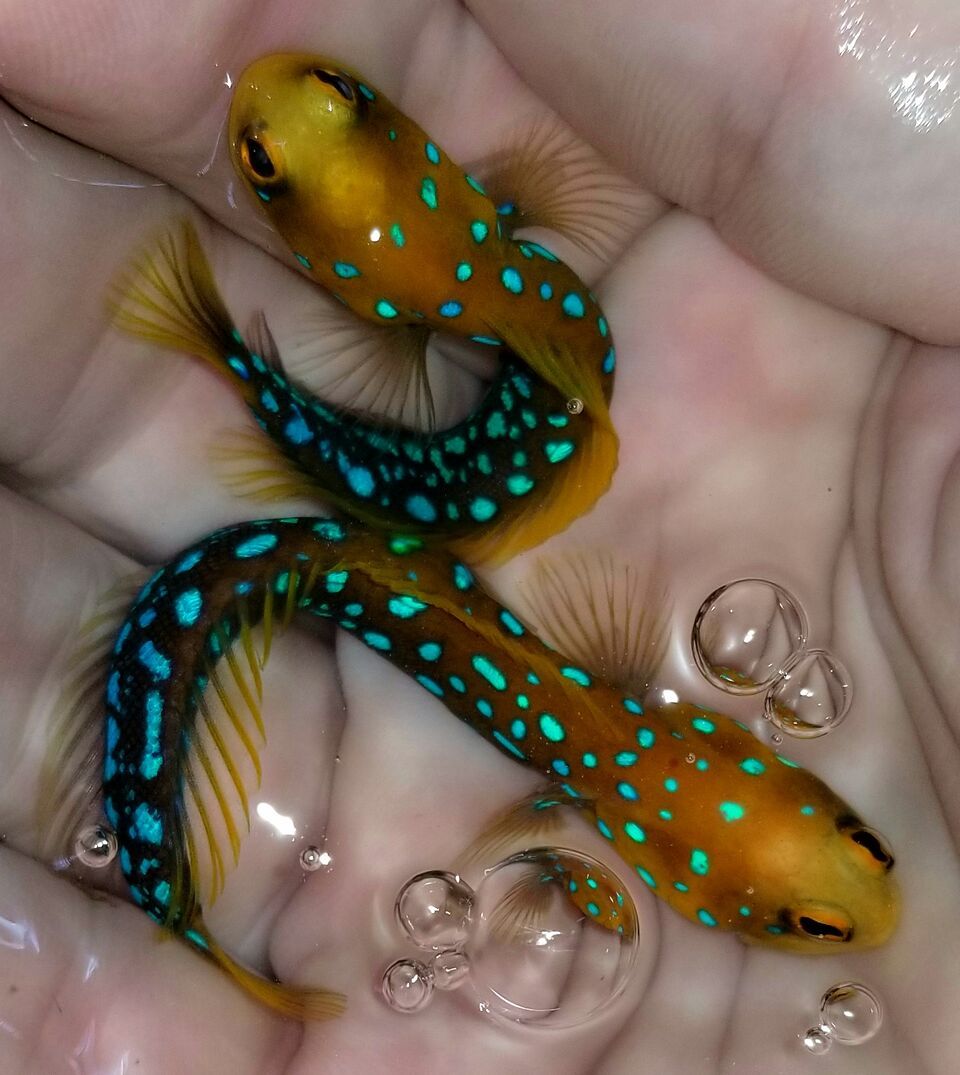20171110 115923 preview zpsfomcz7zv - Great New Fish Shipments Just In At Tropicorium!!! 11/10