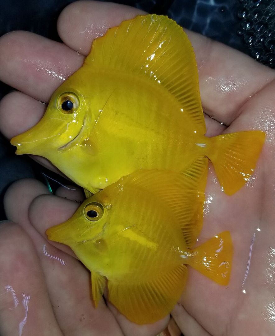 20171110 121435 preview zpsre6vx4jv - Great New Fish Shipments Just In At Tropicorium!!! 11/10