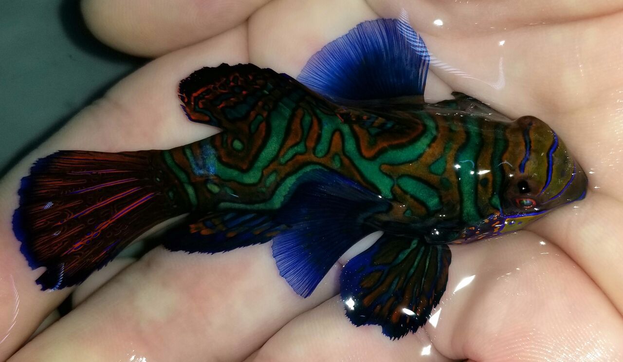 20171110 121550 preview zpsteeaal2e - Great New Fish Shipments Just In At Tropicorium!!! 11/10