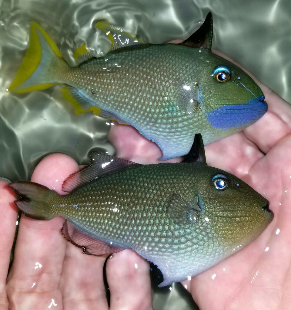 20171110 124021201 preview zpsisiphxvd - Great New Fish Shipments Just In At Tropicorium!!! 11/10