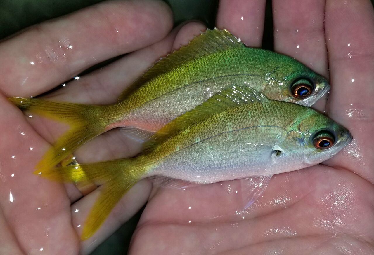 20171110 124346 preview zpsuikg6afe - Great New Fish Shipments Just In At Tropicorium!!! 11/10