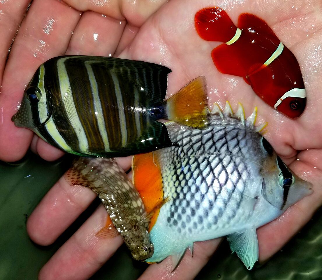 20171110 124618 preview zpsz6wqh3ct - Great New Fish Shipments Just In At Tropicorium!!! 11/10