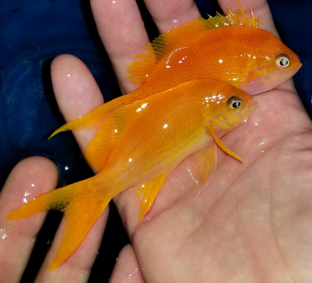 20171110 124758 preview zpskketa7l5 - Great New Fish Shipments Just In At Tropicorium!!! 11/10