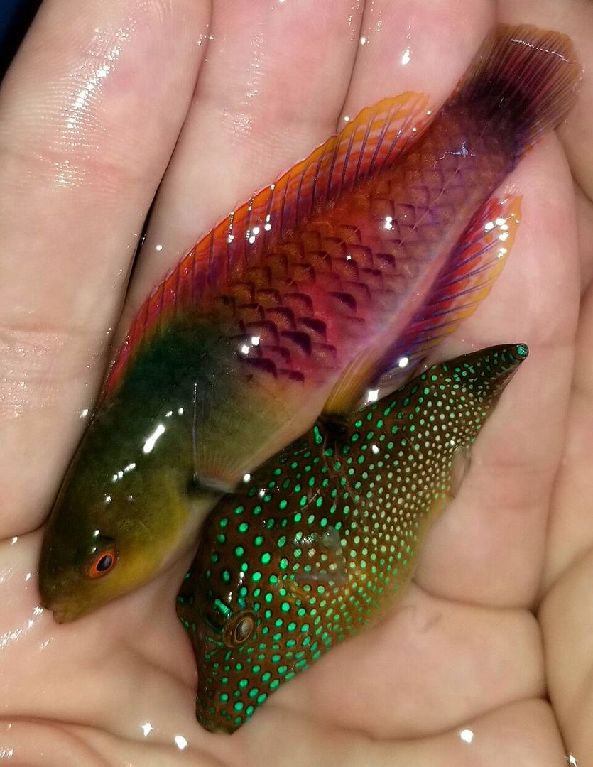20171110 124914 preview zpsvlfb8ty1 - Great New Fish Shipments Just In At Tropicorium!!! 11/10