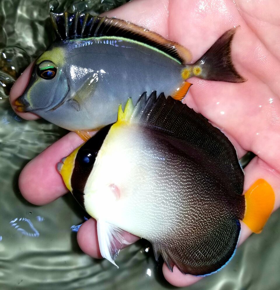 20171110 125629 preview zpsfd7nfbmh - Great New Fish Shipments Just In At Tropicorium!!! 11/10