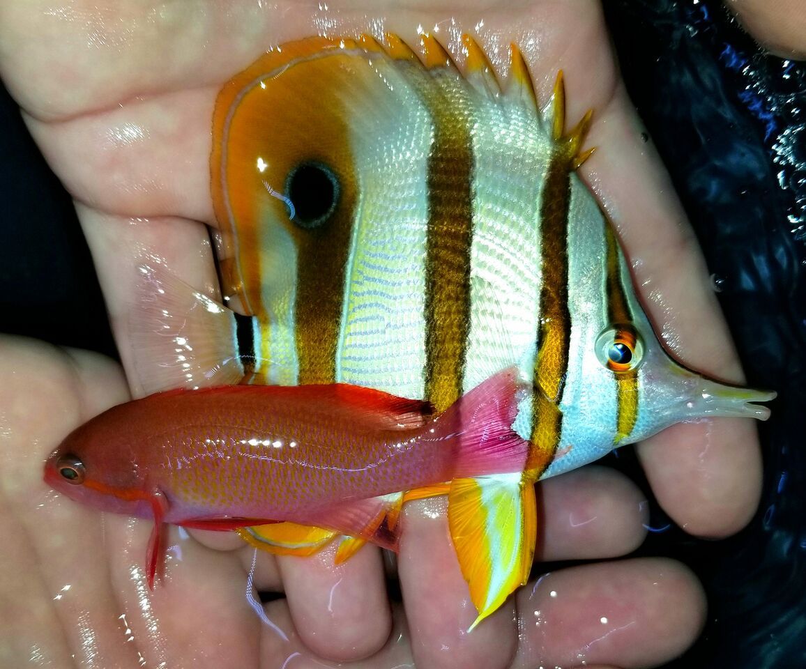 20171110 134019 preview zpsxlnnirmz - Great New Fish Shipments Just In At Tropicorium!!! 11/10