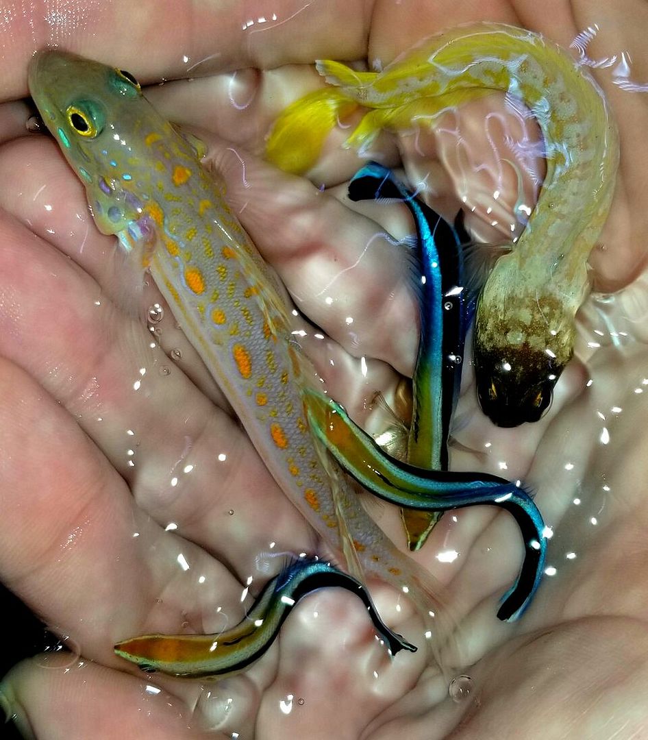 20171110 134205 preview zpsv416tvm6 - Great New Fish Shipments Just In At Tropicorium!!! 11/10