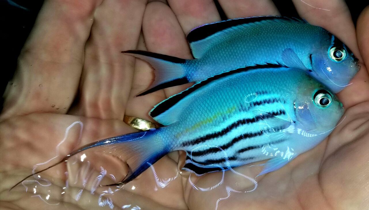 20171110 134348 preview zpspq0soylj - Great New Fish Shipments Just In At Tropicorium!!! 11/10
