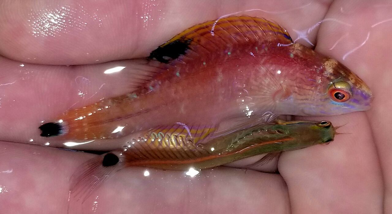 20171110 134736 preview zpsokn0dhro - Great New Fish Shipments Just In At Tropicorium!!! 11/10