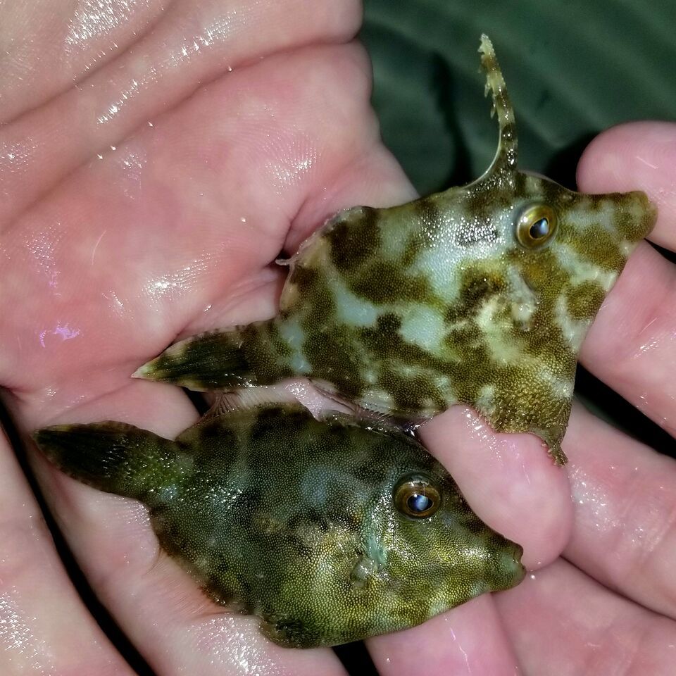 20171110 135012 preview zpsj1doroyb - Great New Fish Shipments Just In At Tropicorium!!! 11/10